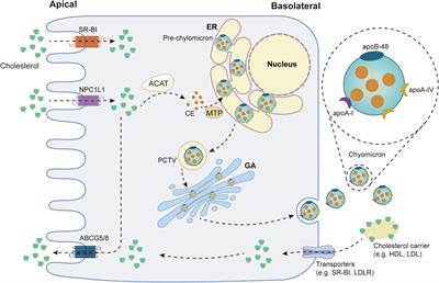 Crosstalk between cholesterol metabolism and psoriatic inflammation